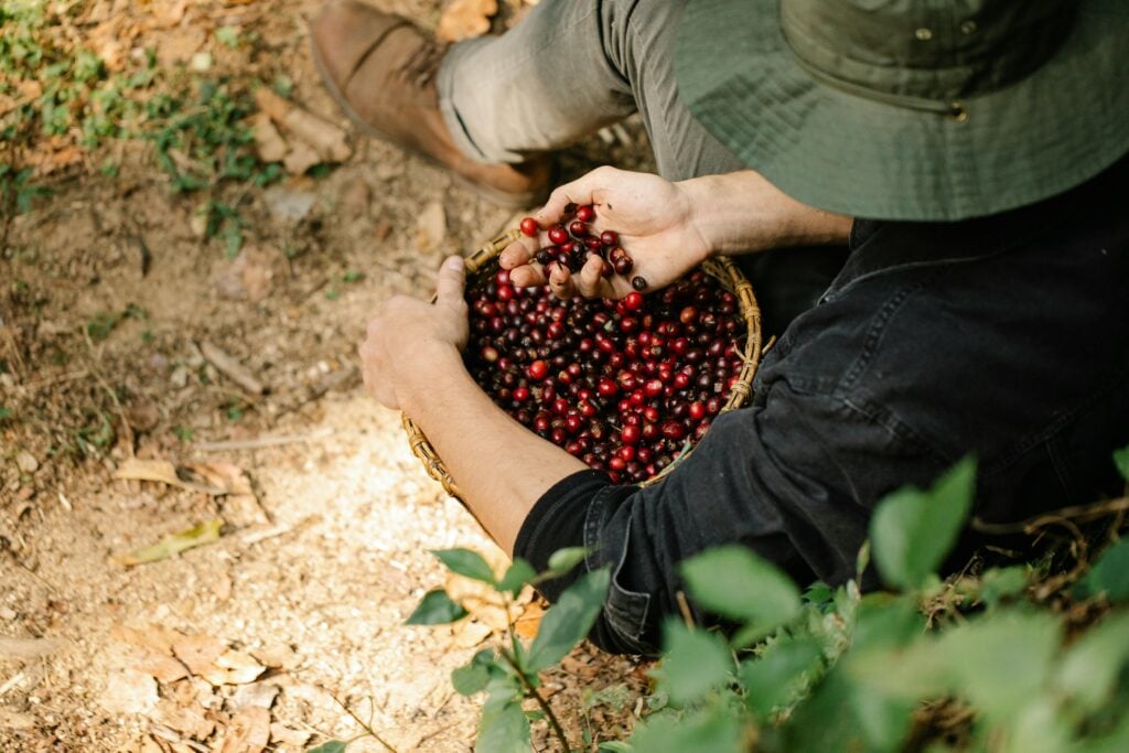 A worker is shown picking ripe coffee cherries from a coffee plant.